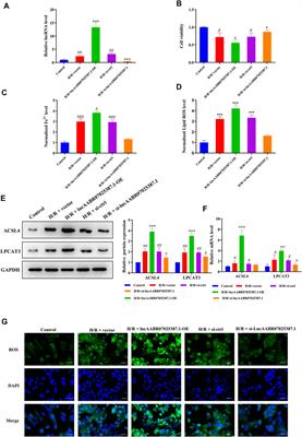 LncAABR07025387.1 Enhances Myocardial Ischemia/Reperfusion Injury Via miR-205/ACSL4-Mediated Ferroptosis